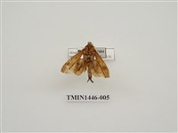 藏品(錦舟蛾)的圖片